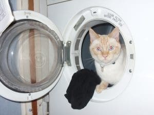 Polo_in_tumble_dryer