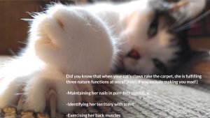 Cat claws in carpet