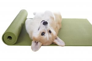 Corgi Laying on yoga mat