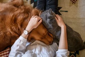 hartville pet insurance reviews