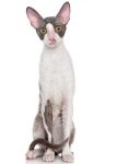 Cornish Rex hypoallergenic cat